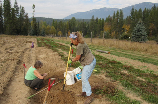 MICHELLE AND INGRI HARVESTING SHEEP SORREL ROOTS IN OUR CERTIFIED ORGANIC ESSIAC HERB PATCH IN NORTH IDAHO