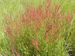 SHEEP SORREL IS BLOOMING WITH RUSTY RED FLOWERS THAT WILL LATER FORM SEEDS
