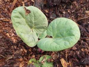 TURKEY RHUBARB PLANT FIRST EMERGING FROM THE GROUND WITH ROUNDED LEAVES