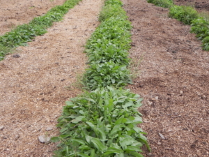 SHEEP SORREL LEAF GROWING IN ROWS BEFORE SEND UP A FLOWER STALK