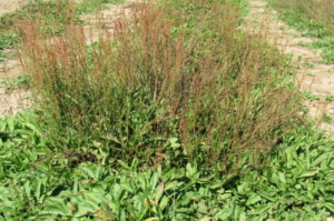 SHEEP SORREL BLOOMING WITH REDDISH FLOWERS