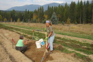 TWO WOMEN DIGGING SHEEP SORREL ROOTS IN OUR CERTIFIED ORGANIC FIELD IN THE MOUNTAINS OF NORTH IDAHO