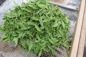 SHEEP SORREL GREEN LEAVES FRESHLY PICKED AND ABOUT ONE EIGHTH OF A BUSHEL ON A SCREEN