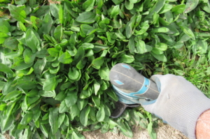 HAND HARVESTING SHEEP SORREL LEAF WITH MAKITA SHEARS