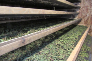 AFTER HARVESTING SHEEP SORREL LEAVES AND FLOWERS ARE PLACED ON DRYING SCREENS IN OUR DRYING ROOM
