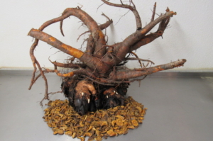 TURKEY RHUBARB ROOT AND ROOT PIECES