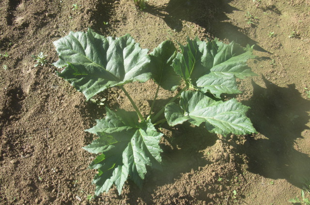 YOUNG TURKEY RHUBARB PLANT (RHEUM PALMATUM TANGUTICUM)