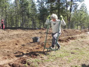 ESSIAC CIRCLE MAN FIRST LOOSENING THE SOIL WITH A BROADFORK BEFORE DIGGING UP THE SHEEP SORREL ROOTS