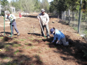 THREE ESSIAC CIRCLE MEMBERS DIGGING UP SHEEP SORREL ROOTS IN NORTH IDAHO