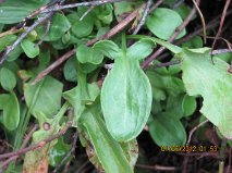 SHEEP SORREL LEAF IS ALSO CALLED SOUR GRASS OR DOG-EARED SORREL DUE TO THE SPEAR-SHAPED LEAF HAVING DOG-EAR LIKE PROTRUSIONS WHERE THE LEAF JOINS THE STEM.