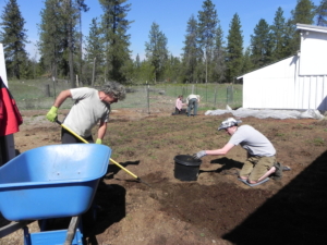 TWO ESSIAC CIRCLE MEN DIGGING SHEEP SORREL ROOTS IN NORTH IDAHO