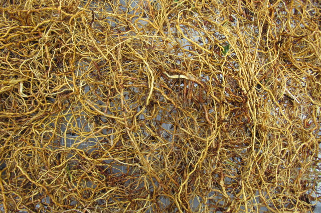 OUR SHEEP SORREL ROOTS FRESHLY HARVESTED AND WASHED HAVE A YELLOW GOLD COLOR