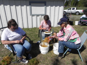 THREE WOMEN SITTING IN LAWN CHAIRS SEPARATING THE TOPS OF SHEEP SORREL FROM THE ROOTS