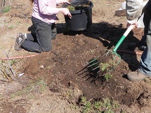 MAN AND WOMAN DIGGING UP SHEEP SORREL ROOTS IN NORTH IDAHO