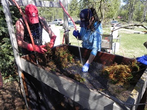 TWO ESSIAC CIRCLE WORKERS STANDING AT THE WASHING TABLE AND REMOVING THE DIRT FROM THE ROOTS.  AFTER DIGGING UP THE SHEEP SORREL ROOTS THE DIRT MUST BE WASHED OFF BEFORE THEY CAN BE TRIMMED WITH CLIPPERS.  