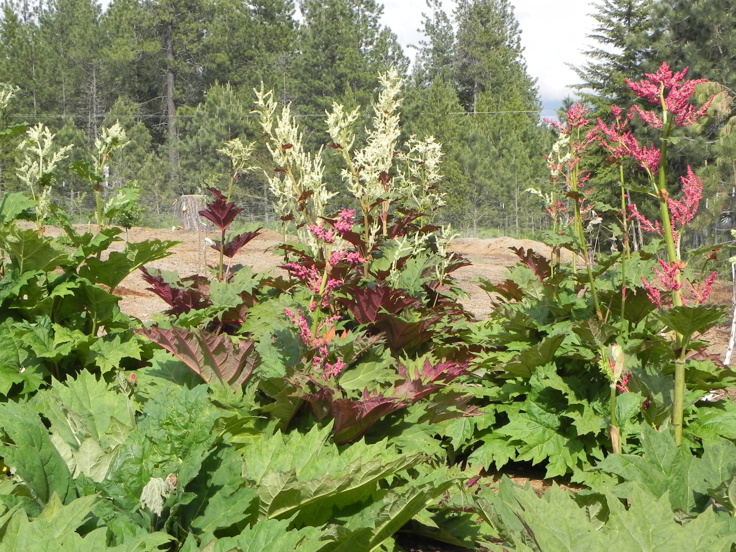 OUR TURKEY RHUBARB BLOOMING WITH CREAM COLORED AND REDDISH FLOWERS.  LARGE PALM SHAPED LEAVES