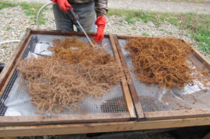 SHEEP SORREL ROOTS ARE BEING RINSED WITH UNCHLORINATED DEEP WELL WATER UNDER PRESSURE TO REMOVE DIRT AFTER HARVESTING