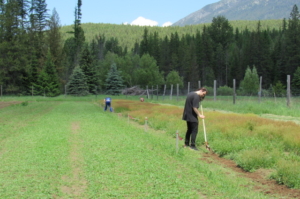 TWO ESSIAC FRIENDS FIELD WORKERS HOEING SHEEP SORREL  IN NORTH IDAHO