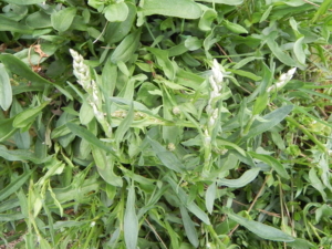 SHEEP SORREL BEGINNING TO FORM FLOWERS