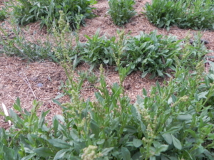 SHEEP SORREL IN THE EARLY STAGES OF FORMING GREEN STALKS THAT WILL SOON FORM FLOWERS AND LATER SEEDS