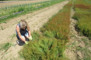 INGRI CASSEL IS ON HER KNEES AND HAND-WEEDING THE SHEEP SORREL IN OUR ESSIAC HERB FIELD IN NORTH IDAHO