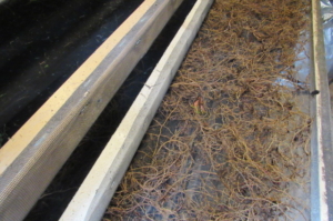 SHEEP SORREL ROOTS ON DRYING SCREEN